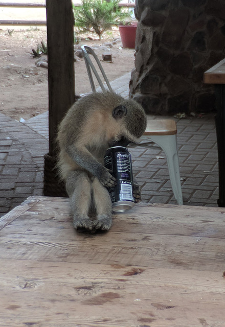 monkey_energy_drink