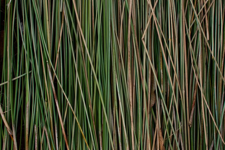 2025-07-12 Tshongweni_PhNiamhWalsh-Vorster_5